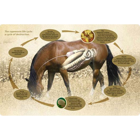 Dewormers-Saratoga Horse Rx